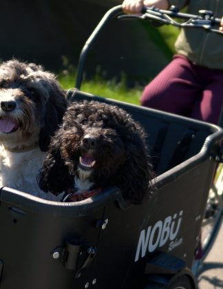 Main Nobu.00_00_55_24.Still024